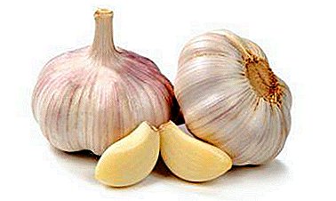 How to raise immunity with garlic? Recipes with honey, lemon and other foods.