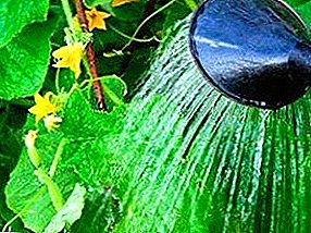 ¿Cómo regar los pepinos en el invernadero: el riego por goteo o la forma antigua?