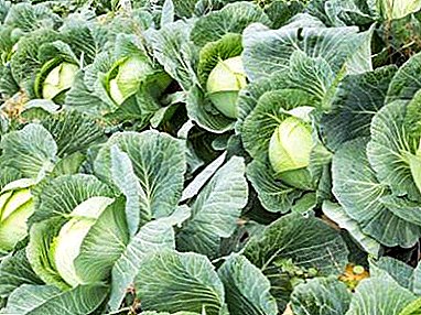 How to get a rich harvest of cabbage Nozomi? Features varieties and tips gardeners