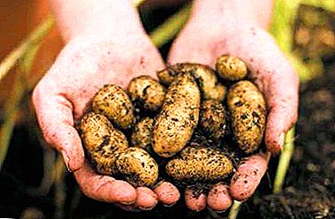 كيفية الحصول على حصاد غني من البطاطا المبكرة - أفضل الأصناف وفروق النمو