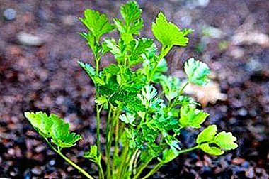 How to get a good harvest of parsley? Where to plant the plant and other useful recommendations.