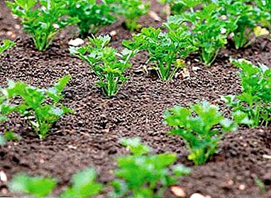 كيفية الحصول على حصاد جيد من البقدونس؟ متى تزرع في الربيع في الأرض المفتوحة؟