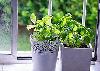 كيفية الحصول على الخضر العصير في أشهر الشتاء؟ نصائح لزراعة الريحان على حافة النافذة