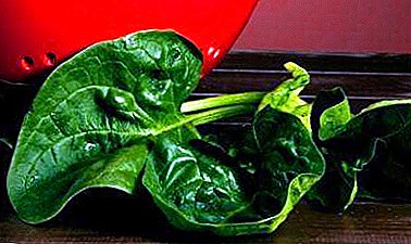 Як отримати урожай жірнолістного шпинату? Опис культури і особливості вирощування