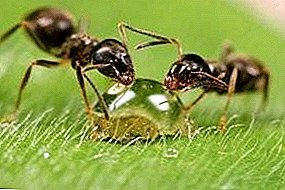 كيف يتم بناء التسلسل الهرمي في عش النمل؟