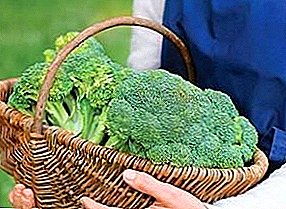 Bagaimana cara menyimpan kol brokoli untuk musim dingin di rumah: di kulkas atau di freezer?
