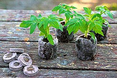 Hvordan man bruger tørv tabletter til dyrkning af kimplanter af tomater og undgå almindelige fejl?