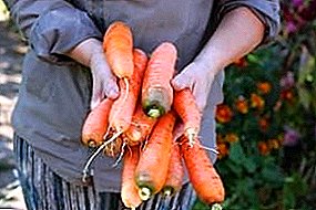 Cómo preparar zanahorias para el almacenamiento durante el invierno: reglas e instrucciones.
