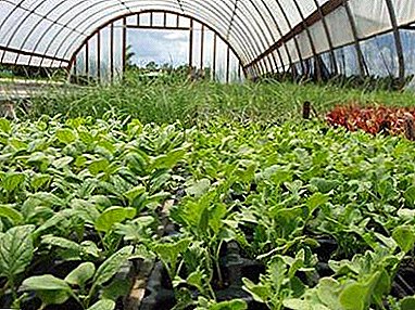Cómo plantar rábanos en la primavera en el invernadero con y sin calefacción - consejos jardineros