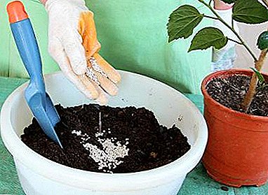 How to prepare the soil for hibiscus and can I buy it in the store?