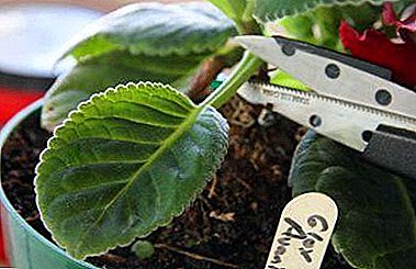 How does the gloxinia multiply by leaf? Instructions and tips