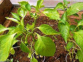 How to sow the hot pepper seedlings? Selection, rejection and preparation of seeds for planting, when to plant, cultivation and care after the shoot