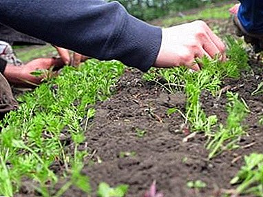 Hvordan tynde man gulerødder i åben jorden? Hvornår er det bedre at gøre dette?