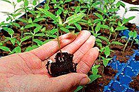 Hvordan korrekt transplanteres agurkplantager? Egenskaber ved forberedelse, dykke og pleje af kimplanter efter denne procedure