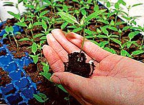 How to properly pick picking eggplant seedlings? Is it necessary at all and when it is carried out? Small nuances of the procedure for strong seedlings