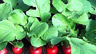 How to plant radishes in early spring? Which varieties to choose?