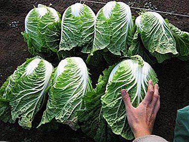 How to choose the Chinese cabbage in order to make the dishes tasty and crispy?