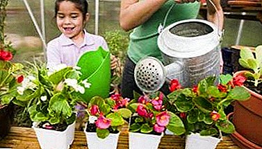 Cum să crești, să ai apă și să ai grijă de begonia, astfel încât să înflorească mai mult? Recomandări utile
