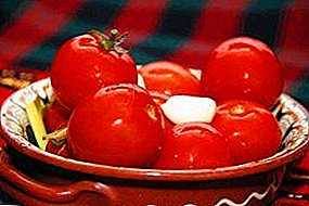 Hur man lagar inlagda tomater i en kastrull med kallt vatten och torrt? Bäst recept