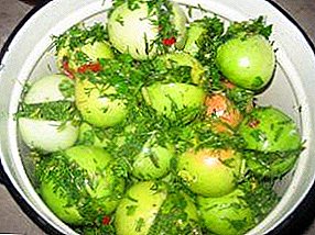 Hur man lagar inlagda gröna tomater med vitlök och örter i en kruka eller i en hink? Bäst recept