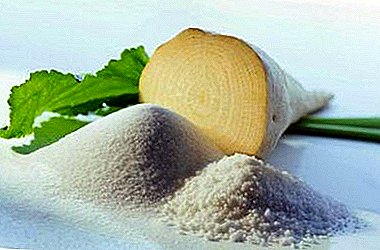 How is sugar beet used and what is produced during processing?