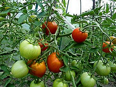 ¿Cómo se cultivan los tomates en los Urales en el invernadero? Instrucciones y características