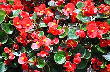 How to reproduce begonias of everglowing at home and take proper care of the plant?