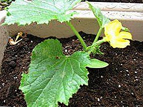 How to calculate the time when to plant cucumbers for seedlings? Tips and tricks, approximate periods of planting seeds, how to do it correctly