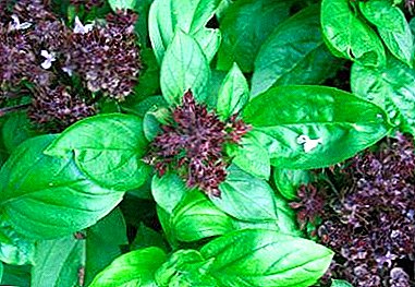 How to get basil seedlings? Rules for the care of sprouts and recommendations gardeners