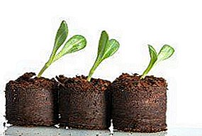How to plant cucumber seedlings in peat pots and pills? Advantages and disadvantages of such packaging, rules of planting and caring for young plants