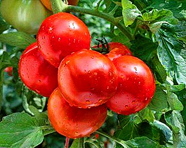 Wie sammle ich eine Rekordernte? Die beliebtesten Gewächshaussorten von ertragreichen und krankheitsresistenten Tomaten