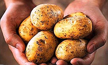Ako zbierať vedierko zemiakov z jedného Bush: krok-za-krokom návod na pestovanie plodín v krabiciach a krabiciach bez dna  t