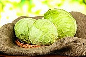 How to save cabbage for the winter at home in the apartment, using a balcony or refrigerator?