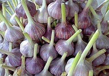 How to save winter garlic in the fall and can it be planted in spring? Step by step instructions for growing at this time