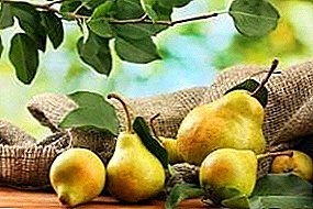 How to keep fresh pears for the winter at home?
