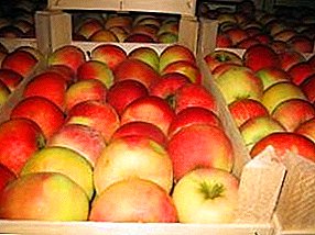 Wie hält man Äpfel für den Winter im Keller oder Keller?