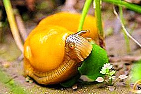 איך להציל את היבול: כימיקלים יעיל מ slugs בגינה