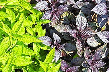 How to save growing spice: diseases and pests of basil, as well as combating them
