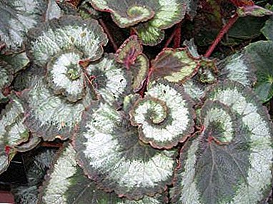 Comment soigner Griffith Begonia? Description des plantes d'intérieur, culture et problèmes possibles