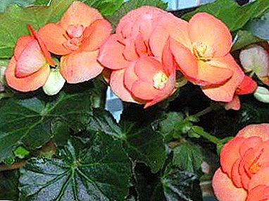 ¿Cómo cuidar la begonia habitación para crecer bella y saludable? Recomendaciones de cultivadores de flores.