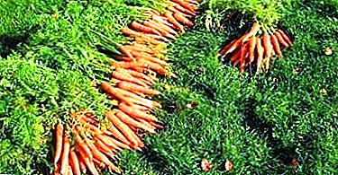 Comment augmenter la douceur des carottes et comment la nourrir pour cela?