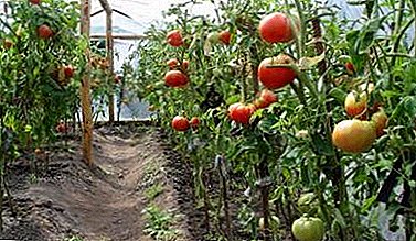 Comment planter un buisson de tomates dans un puits? Puis-je utiliser des tomates ou avoir besoin de spécialités?