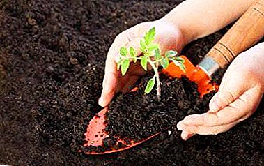 トマトとピーマンの苗のための最もよい準備ができている土を選ぶ方法は？最も人気のある混合物の概要