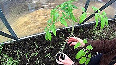 كيفية اختيار الوقت المناسب لزراعة الطماطم (البندورة) في منطقة كيروف وسيبيريا وغيرها من المناطق؟ نصائح وحيل