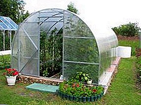 How to choose the best polycarbonate greenhouse: expert advice