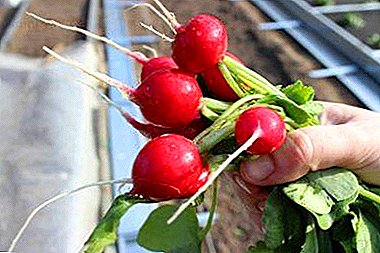 How to choose radish seeds? Review of the best varieties for planting at home, in the greenhouse and in the open field