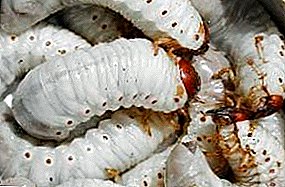 Con bọ cánh cứng tháng năm tìm kiếm cái gì và cái gì?