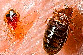 Seperti apa penampilan housebugs: foto, bagaimana cara menyingkirkannya di rumah? Bagaimana menemukan mereka, di mana bersembunyi dan bagaimana menghadapinya secara efektif