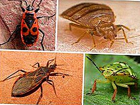 À quoi ressemblent les insectes de différentes espèces sur la photo? Description de leurs caractéristiques, de leurs habitats et de leur dangerosité pour l'homme