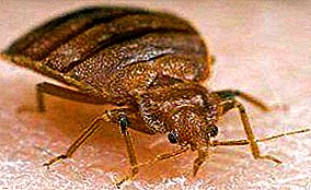 What the bed bugs look like: photos, what furniture they live in, how many live, how to get rid of themselves
